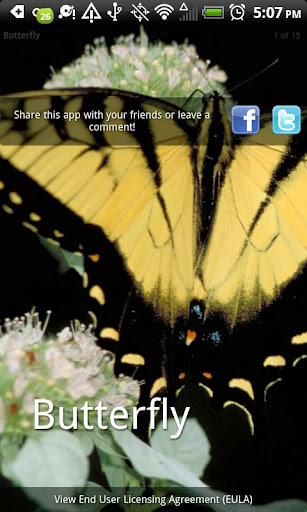 Butterflies Photo Book