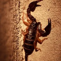 Scorpion