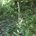 White Camas