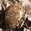 Bumble flower beetle