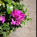 Bougainvillea