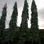 Mast tree