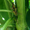 Locust Borer Beetle
