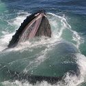 whale