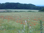 walk_29_am_field_at_bottom_of_ridge_2.jpg.JPG 