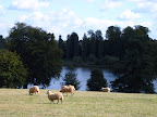 blenheim_palace_lake_sheep.JPG 
