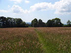 S4302065.JPG Path through field with wild flowers