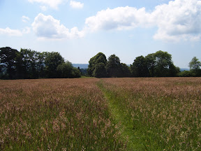S4302065.JPG Path through field with wild flowers