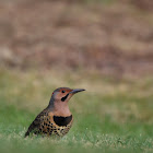 Northern Flicker