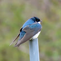 Tree Swallow