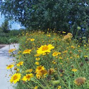 Golden Marguerite / Yellow Chamomile 