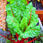 Swiss Chard
