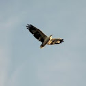 White belly sea eagle