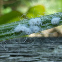 White Fibrous Lerps Insect