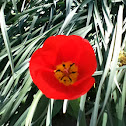 Tulip