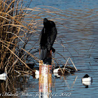 Cormorant; Cormorán Grande