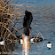 Cormorant; Cormorán Grande