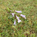 Lyre-leaf Sage