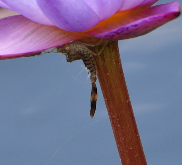 Spotting Image 1