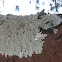 Lichen