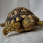 Leopard Tortoise