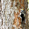 American Three-toed Woodpecker