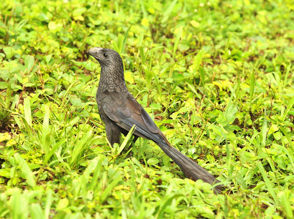 Spotting Image 1