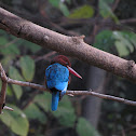 White throated kingfisher