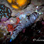 Lined Nembrotha