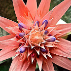 AECHMEA PRIMERA