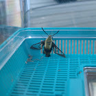 Snowberry Clearwing Moth