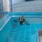 Snowberry Clearwing Moth