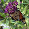 Monarch Butterfly