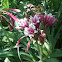Crinum Lily