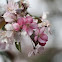 Crabapple