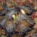 Branching Frogspawn Coral