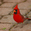 Northern Cardinal