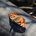 Small Tortoiseshell