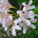 Magic Lily
