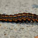 Orange Striped Oakworm