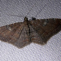 The Gem(female)