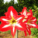 Amaryllis