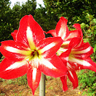Amaryllis