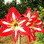 Amaryllis