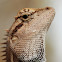 Forest Crested Lizard