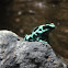 Black and Green Poison Dart Frog