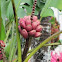 Red banana
