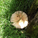 Parasol mushroom