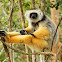 Diademed Sifaka