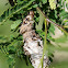 Bagworm